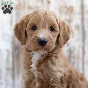 Shep, Mini Goldendoodle Puppy